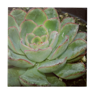 Carreau Plante Succulent