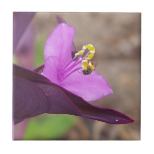 Carreau plante violet appelé "spiderwort" et une minuscule