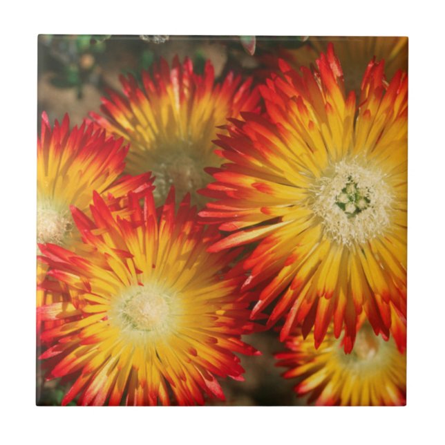 Carreau Plantes De Glace (Lampranthus Aureus) En Fleur (Devant)