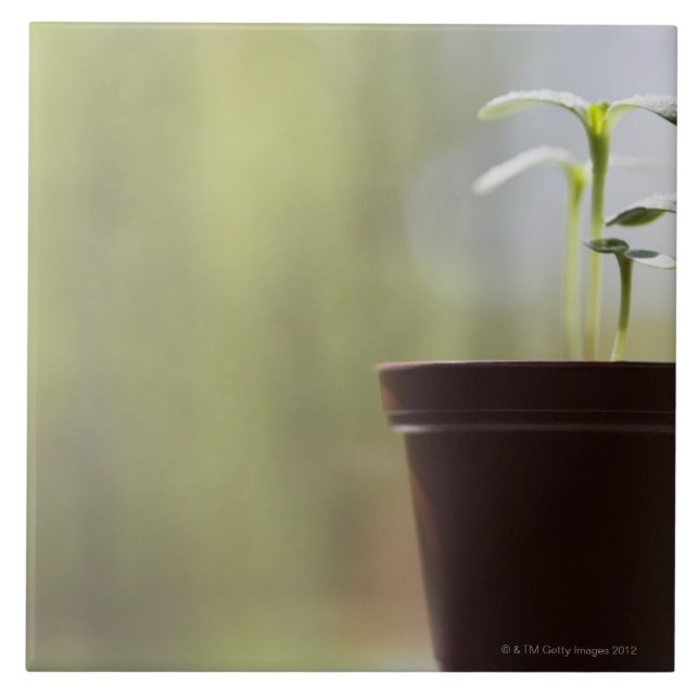 Carreau Plantes de tournesol poussant dans le pot (Devant)