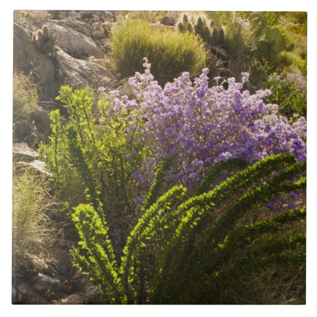 Carreau plantes du désert du Chihuahuan en fleurs (Devant)