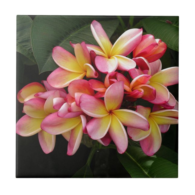 Carreau Plumeria tropicale rose et jaune (Devant)