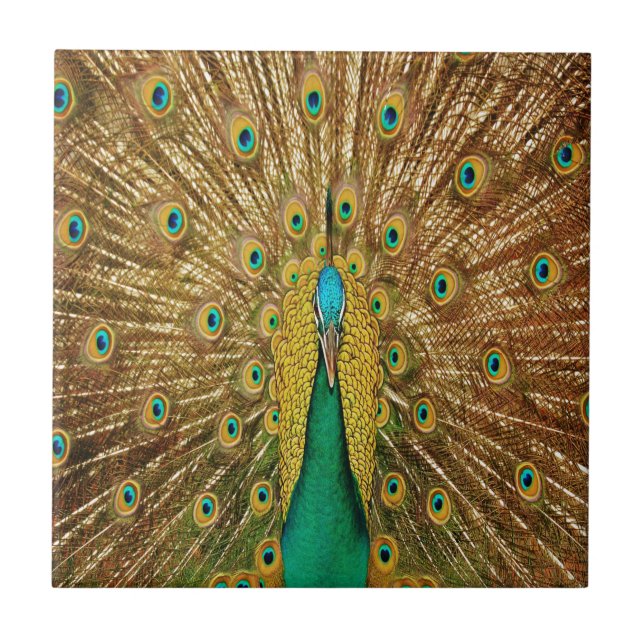 Carreau Plumes d'oiseaux de paon (Devant)