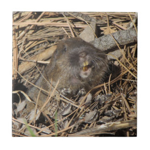 Carreau Pocket Gopher