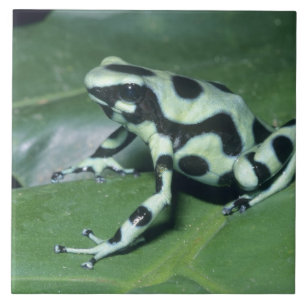 Carreau Poison Dart Frog, (Dendrobates auratus) Cahuita