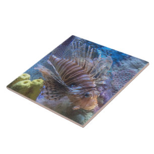 Carreau Poisson