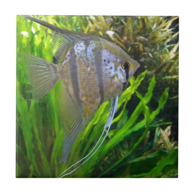 Carreau Poisson Angel (Devant)