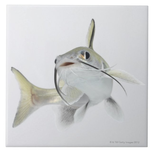 Carreau Poisson-chat de mer de Tete (seemanni de (Devant)