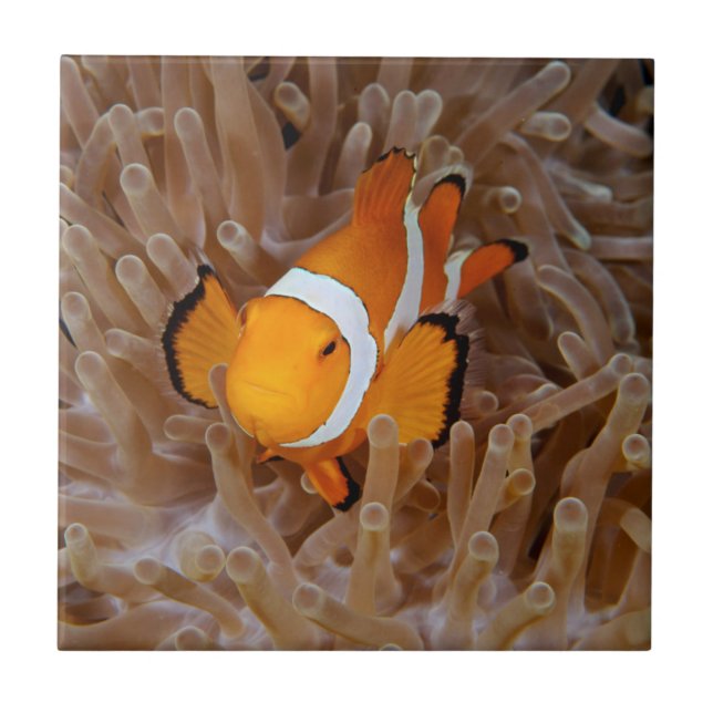 Carreau Poisson-clown - Molokai, falaise de la côte nord (Devant)