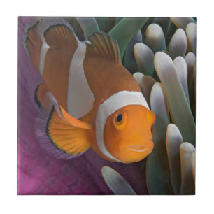 Carreau Poisson clown occidental