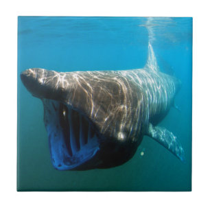 Carreau Poisson de requin Océan tropical Destin Cadeaux