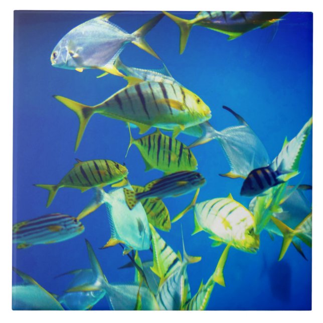 Carreau Poisson marin jaune avec rayures noires (Devant)