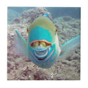 Carreau Poisson perroquet Hawaii