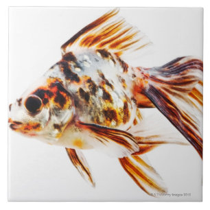 Carreau Poisson rouge de comète de rose des vents de