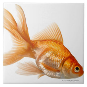 Carreau Poisson rouge de fantaisie