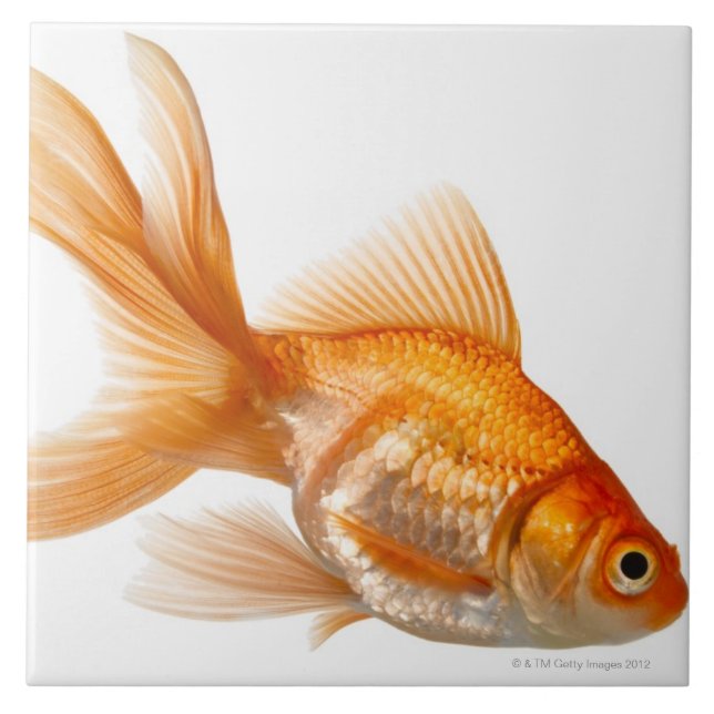 Carreau Poisson rouge de fantaisie (Devant)