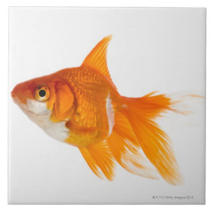 Carreau Poisson rouge, vue de côté