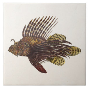 Carreau Poissons 1905 de lion de rascasse de Lionfish de