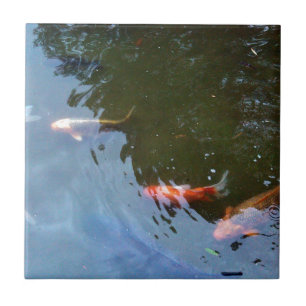 Carreau Poissons, carpes de Koi dans l'étang