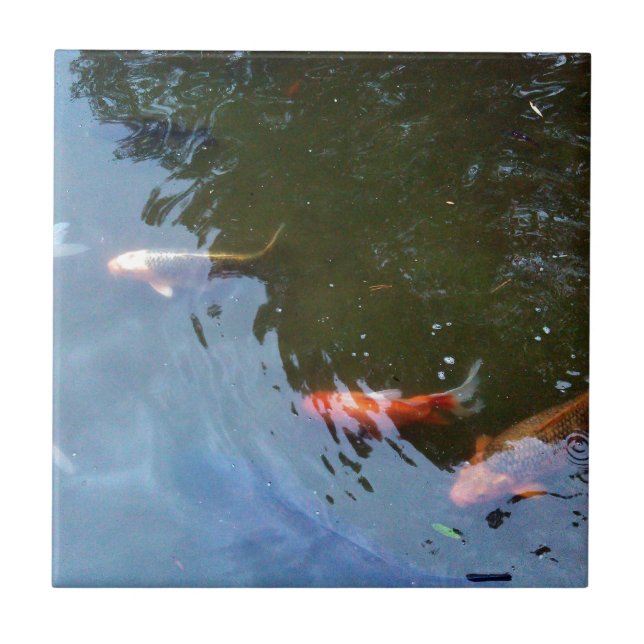 Carreau Poissons, carpes de Koi dans l'étang (Devant)