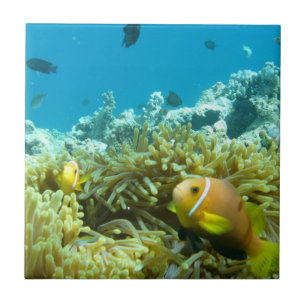 Carreau Poissons d'aquarium