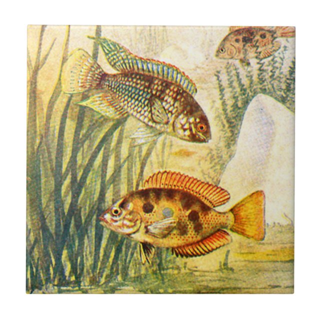 Carreau Poissons de Cichlid vintages (Devant)