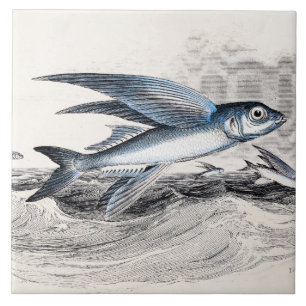 Carreau Poissons de vol bleus de 1800s vintages dans les