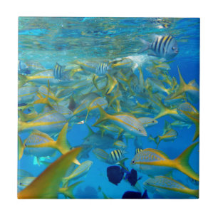 Carreau Poissons d'océan