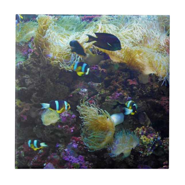 Carreau Poissons tropicaux (Devant)