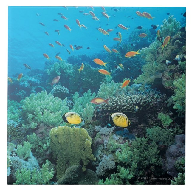 Carreau Poissons tropicaux nageant au-dessus du récif (Devant)