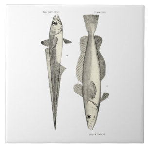 Carreau Poissons vintages de NZ de la Science - Hoki
