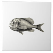 Poissons vintages de NZ de la Science - Roughy