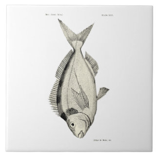 Carreau Poissons vintages Tarakihi de NZ de la Science