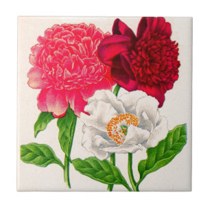 Carreau poitrine rouge et blanche