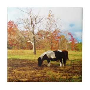 Carreau Poney/cheval miniatures noirs et blancs