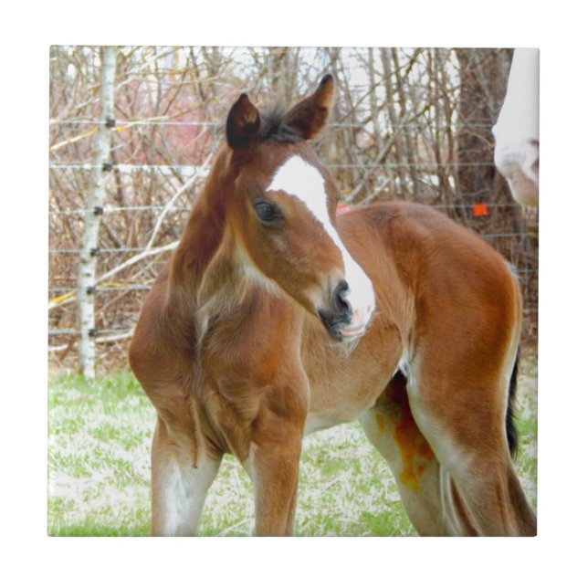 Carreau PONEY de BÉBÉ de POULAIN du CHEVAL 2CUTE (Devant)
