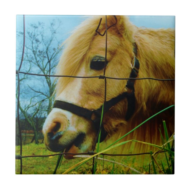 Carreau Pony miniature blond / Cheval Ciel bleu (Devant)