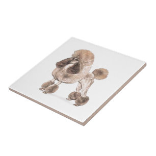 Carreau Poodle — Afficher le manteau