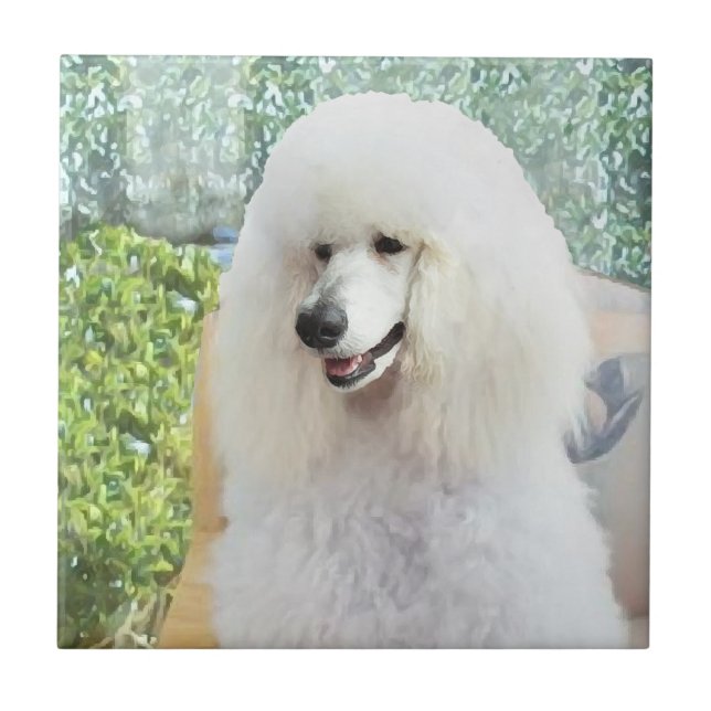 Carreau Poodle Standard Blanc (Devant)