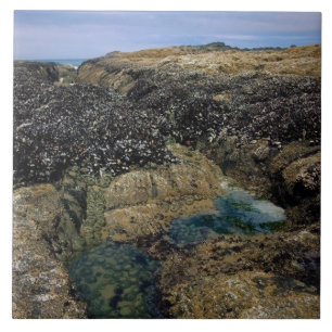 Carreau Pools à marée à Bob Creek, OU