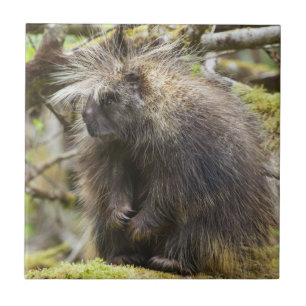Carreau Porcupine déterminé