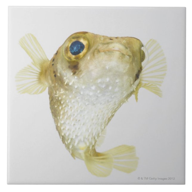 Carreau porcupinefish de Tache-aileron (hystrix de Diodon) (Devant)