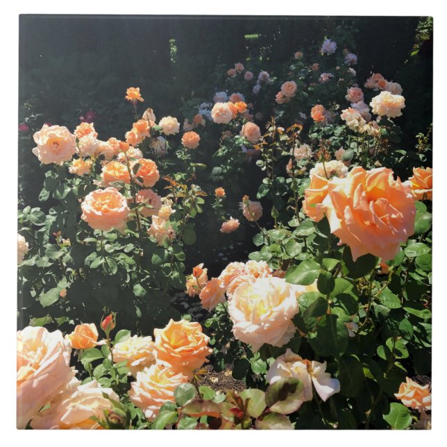 Carreau Portland Rose Garden (Devant)