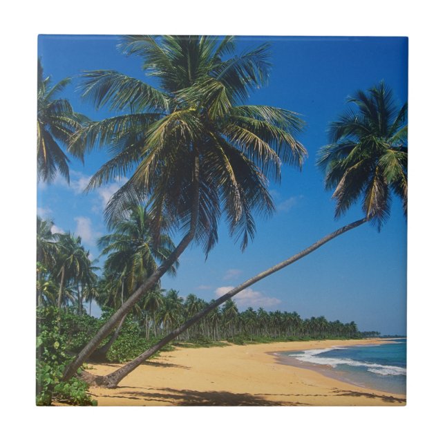 Carreau Porto Rico, Isla Verde, palmiers (Devant)