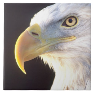 Carreau Portrait d'aigle royal, Haliaeetus leucocephalus,