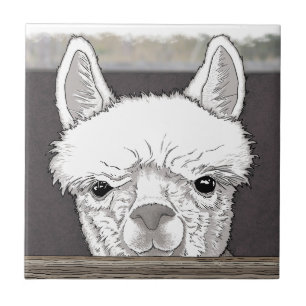 Carreau Portrait d'Alpaca