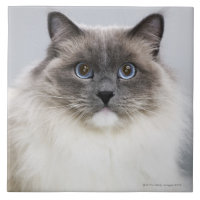 Portrait de chat de Ragdoll
