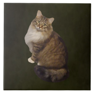 Carreau Portrait de chat Maine Coon