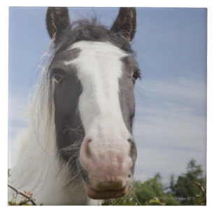 Carreau Portrait de cheval de Clydesdale