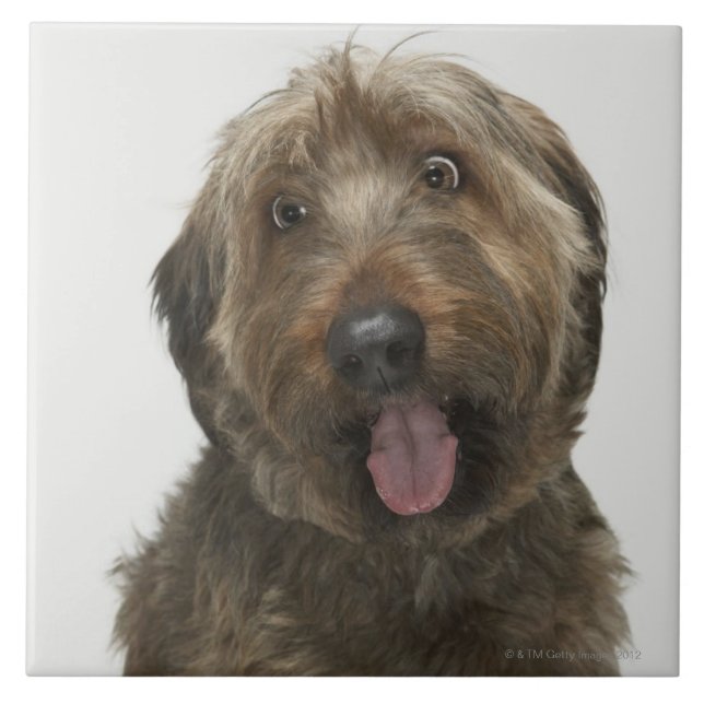 Carreau Portrait de chien de Briard (Devant)